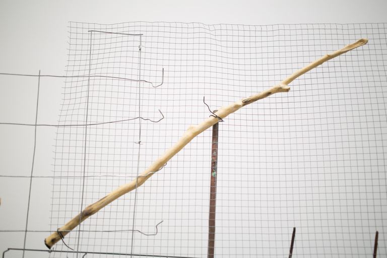 Yasmin Smith, Ntaria branch 1, 2015