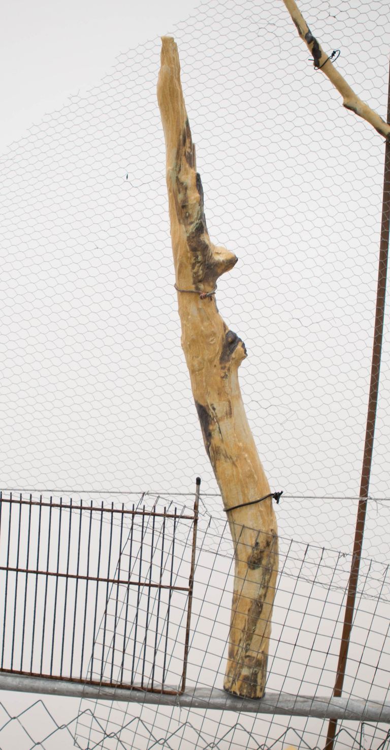 Yasmin Smith, Ntaria branch 6, 2015