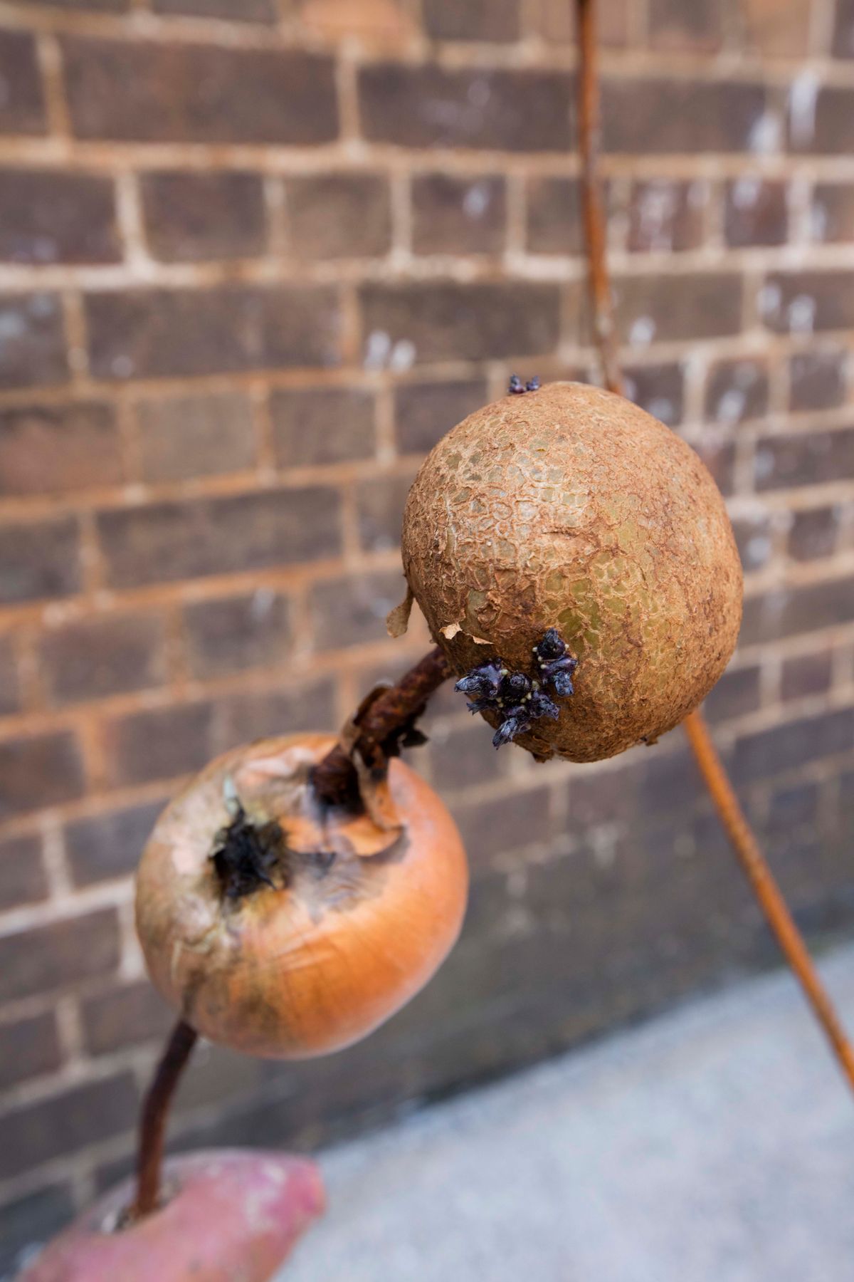 Now my hut has rotted and my breast is stuffed with newspaper and I lie by the river