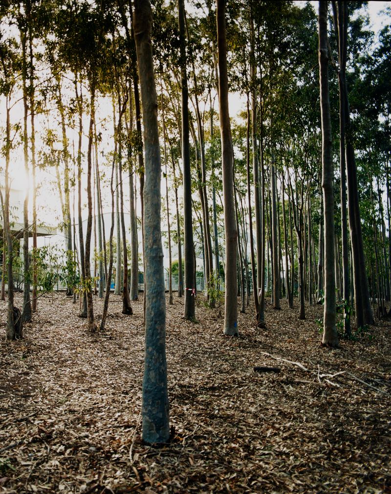 Amanda Williams, Avenues (stereoscope) 1, 2023