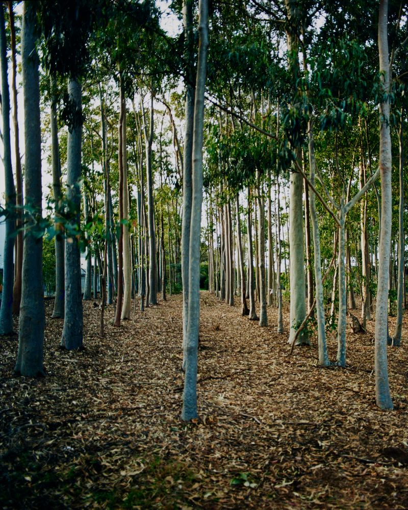 Amanda Williams, Avenues (stereoscope) 2, 2023