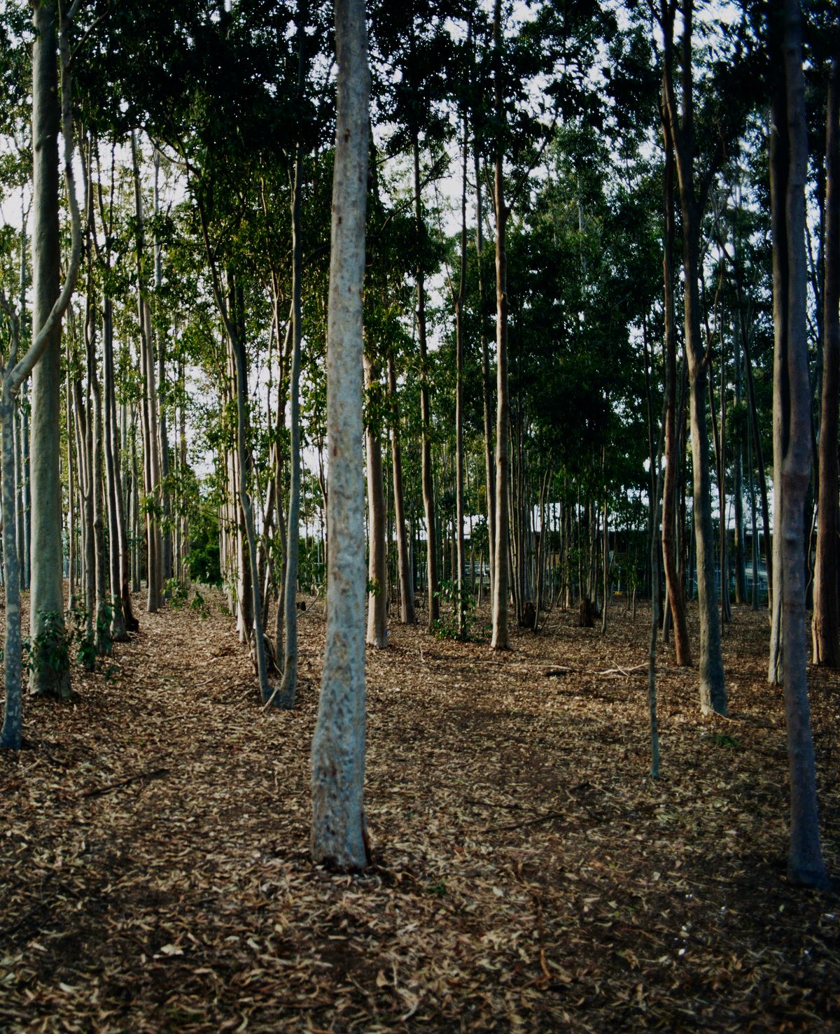 Avenues (stereoscope) 4