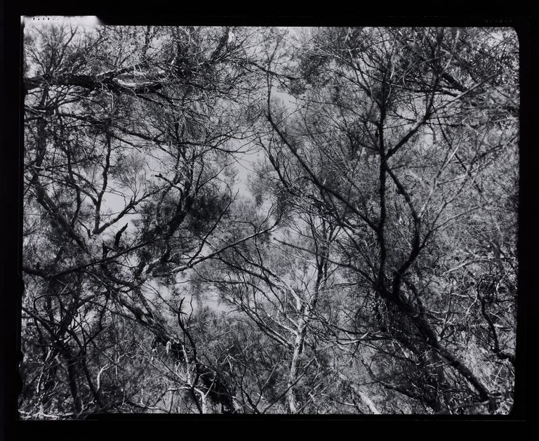 Amanda Williams, Max Dupain Linhof Technika 2, 2023