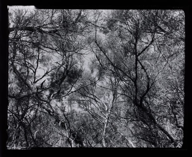 Amanda Williams, Max Dupain Linhof Technika 2, 2023