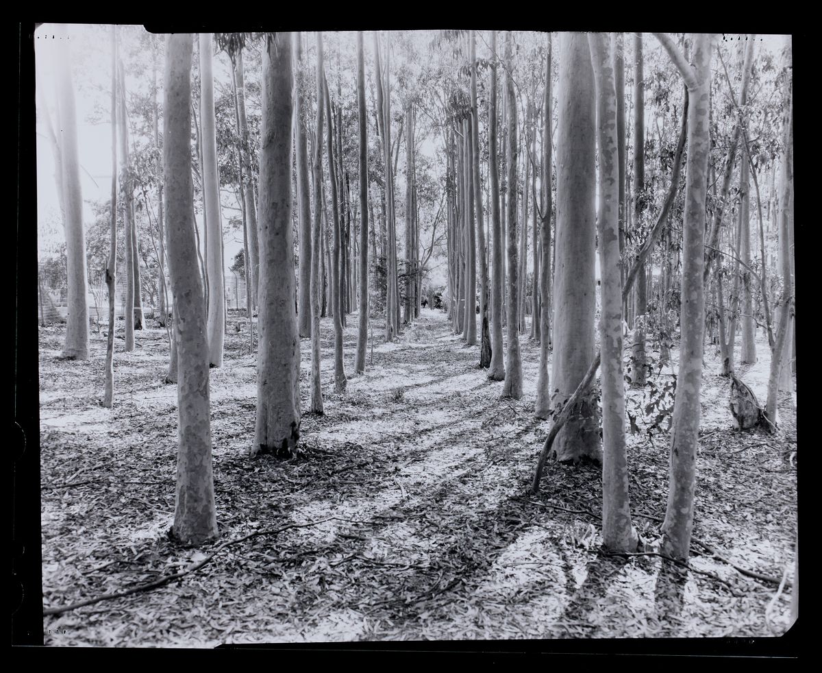 Max Dupain Linhof Technika 3