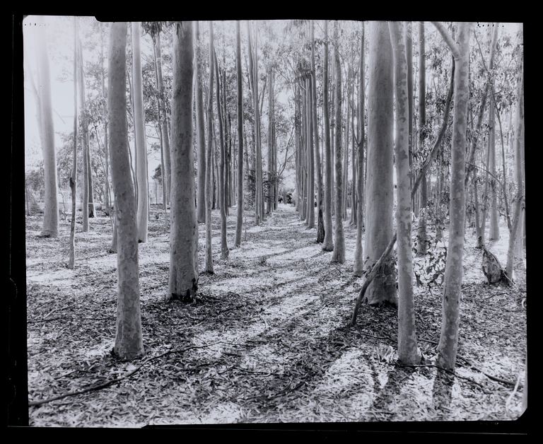 Amanda Williams, Max Dupain Linhof Technika 3, 2023