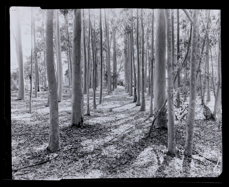 Amanda Williams, Max Dupain Linhof Technika 3, 2023