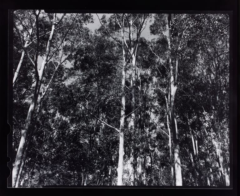 Amanda Williams, Max Dupain Linhof Technika 4, 2023