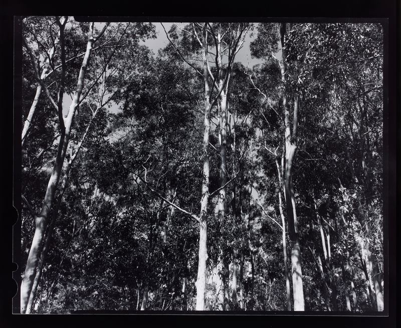 Amanda Williams, Max Dupain Linhof Technika 4, 2023
