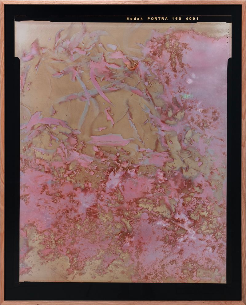 Amanda Williams, Lumen Print experimental eucalypt plantation (Copy on Kodak Portra 4x5, exposed January 2023) 2, 2023
