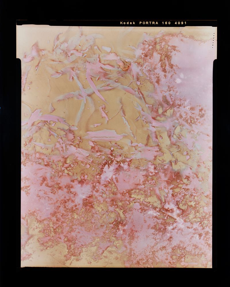 Amanda Williams, Lumen Print experimental eucalypt plantation (Copy on Kodak Portra 4x5, exposed January 2023) 2, 2023