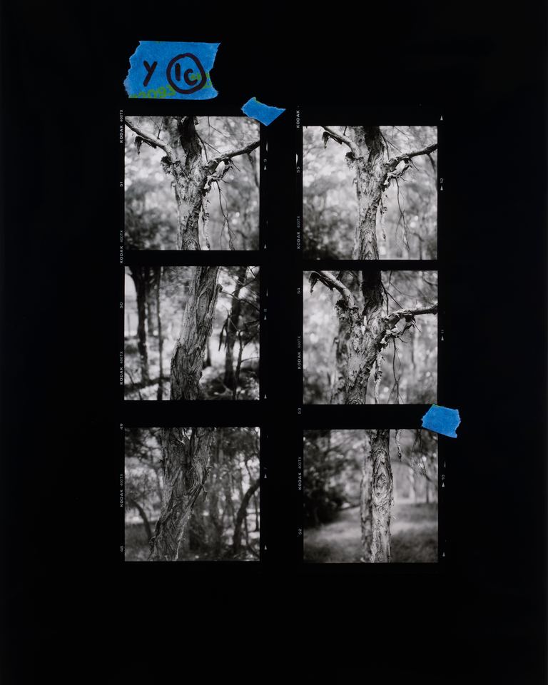 Amanda Williams, Proof sheet enlargement (Melaleuca), 2023