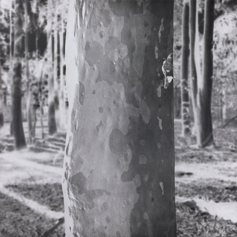 Amanda Williams, Tree portrait (Corymbia citriodora), 2023