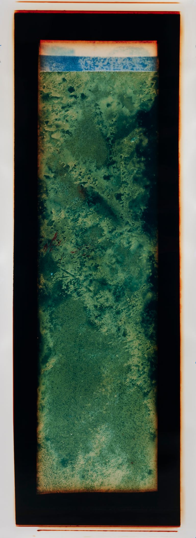 Amanda Williams, Chemigram experimental eucalypt plantation (version 2) 1, 2023