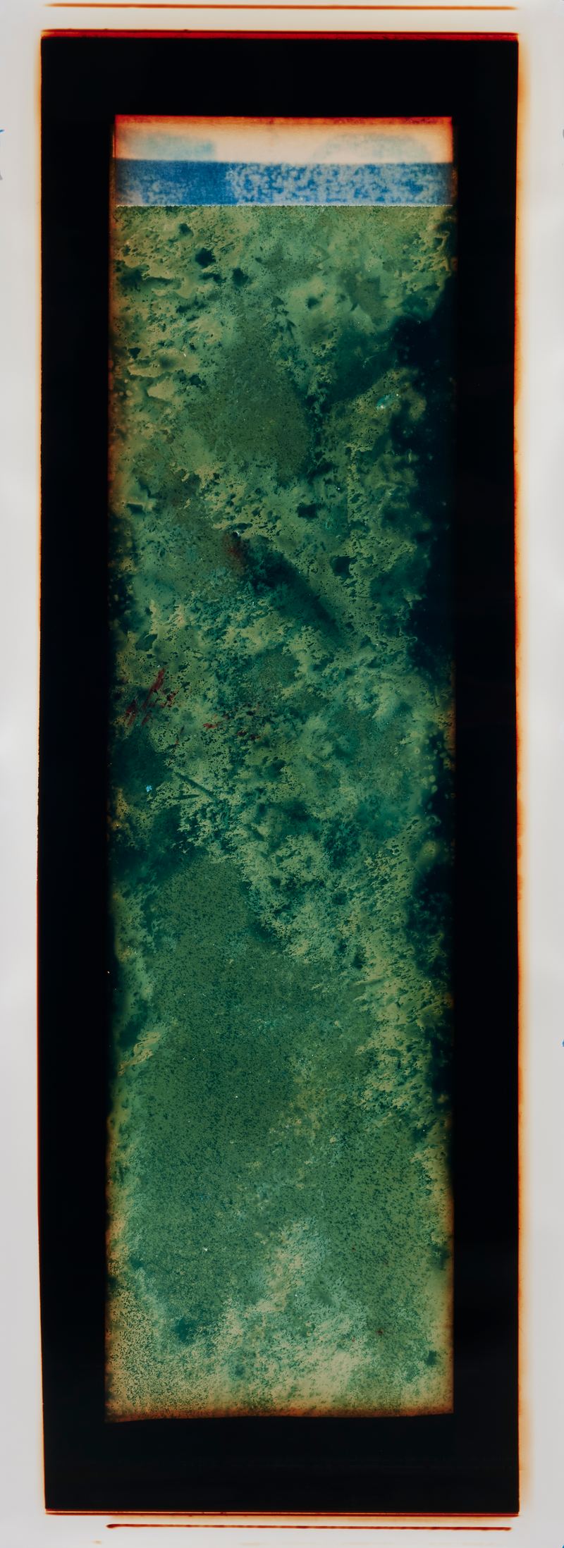 Amanda Williams, Chemigram experimental eucalypt plantation (version 2) 1, 2023