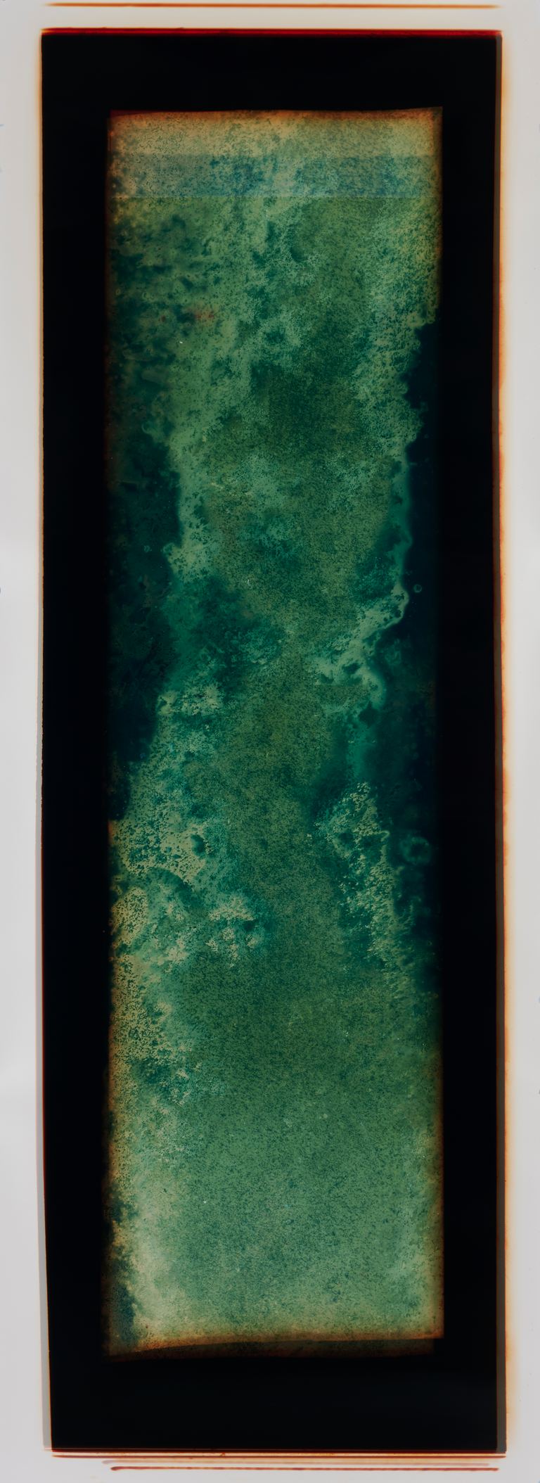 Amanda Williams, Chemigram experimental eucalypt plantation (version 2) 2, 2023