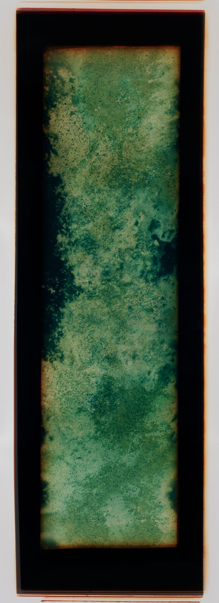 Amanda Williams, Chemigram experimental eucalypt plantation (version 2) 3, 2023