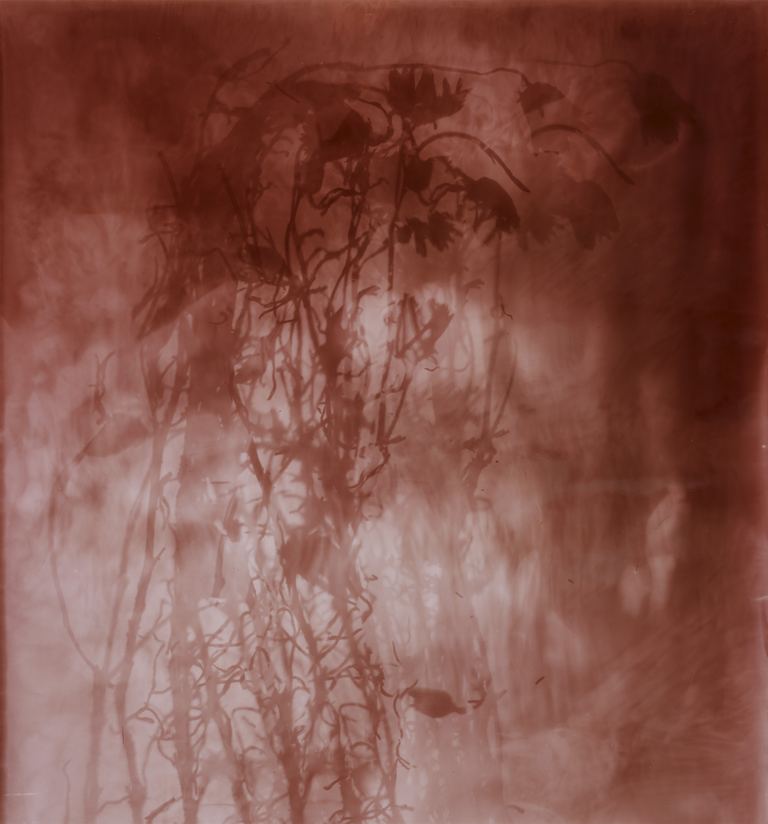 Amanda Williams, Xerochrysum subundulatum I (rose), 2023