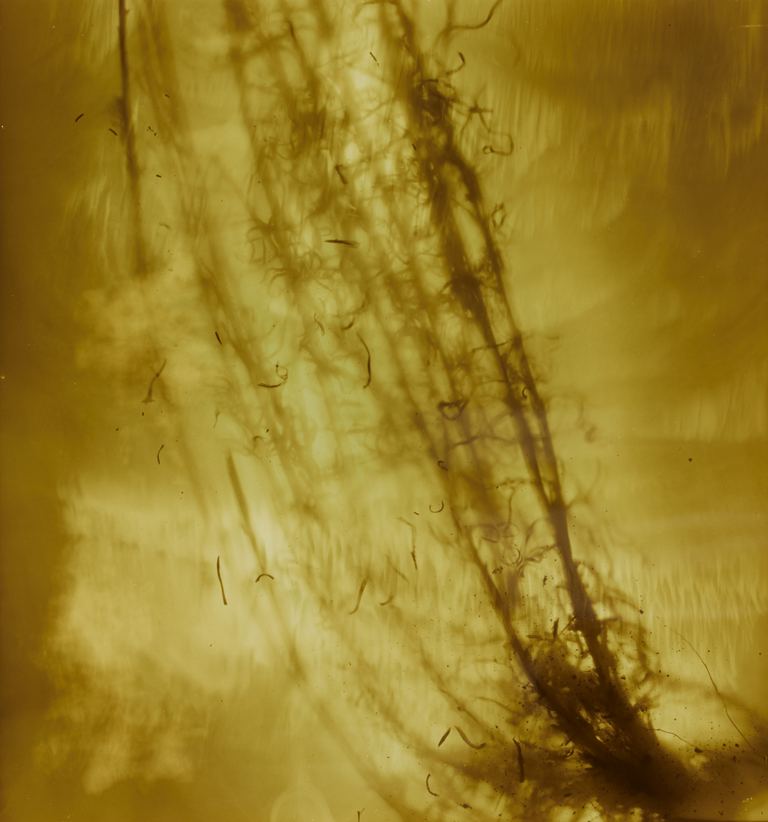 Amanda Williams, Xerochrysum subundulatum II (yellow), 2023