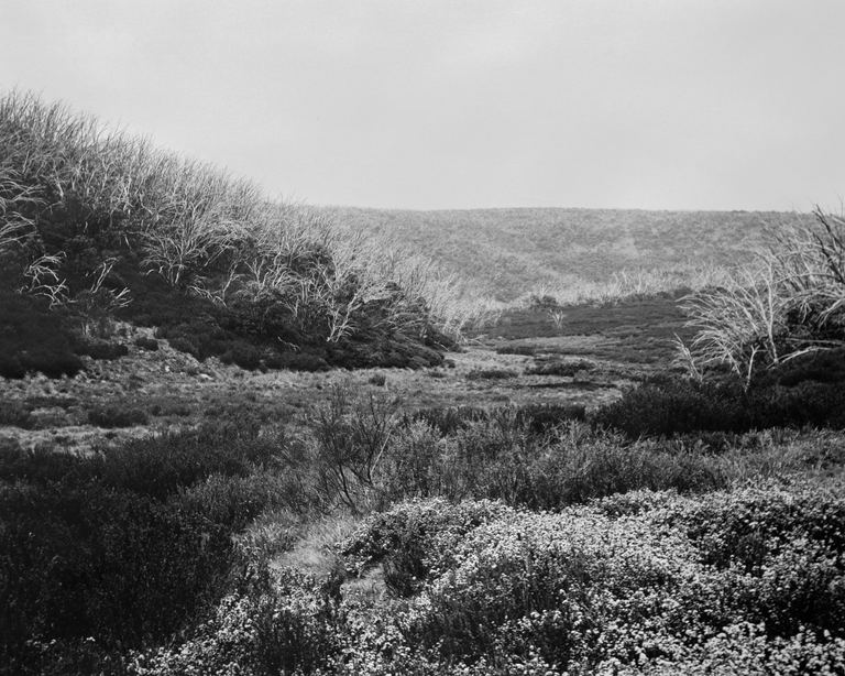 Amanda Williams, Bogong High Plains, Alpine National Park (4142/1), 2020