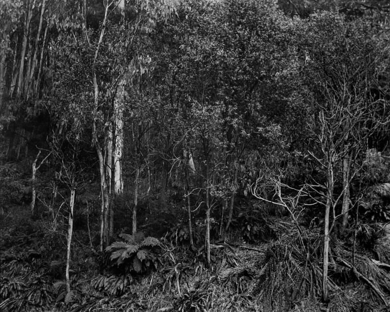 Amanda Williams, Fainter Creek, Alpine National Park (4417/16), 2020