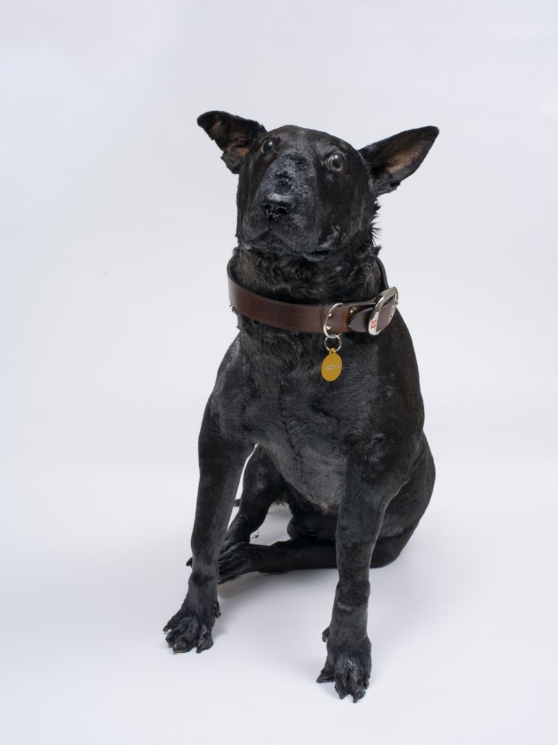 Archie Moore, Black Dog, 2013