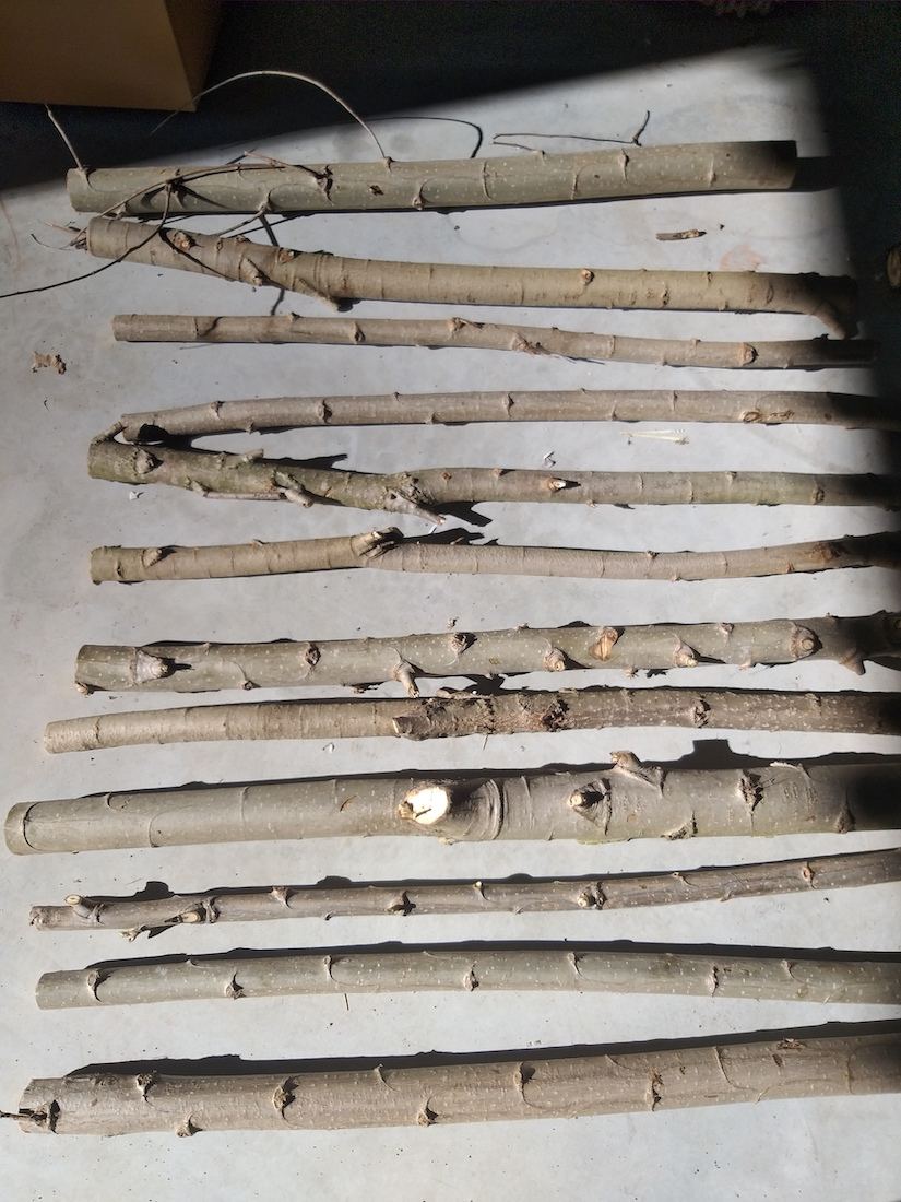 Sustaining Assembly - Pratiche artistic per una transizione ecologica dal basso