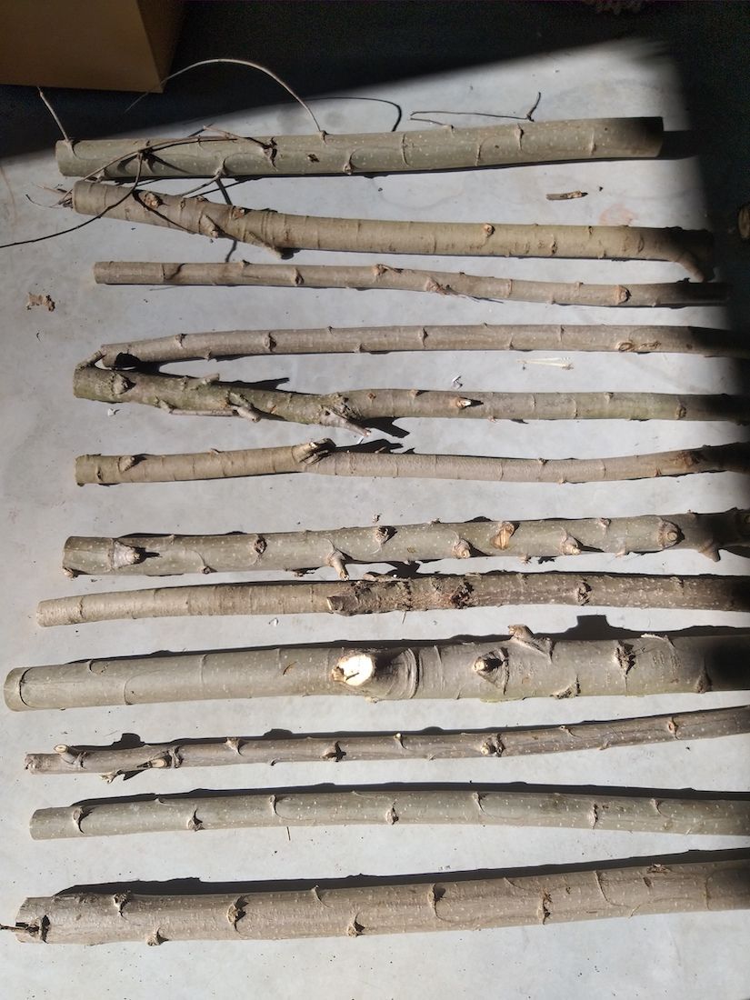 Sustaining Assembly - Pratiche artistic per una transizione ecologica dal basso