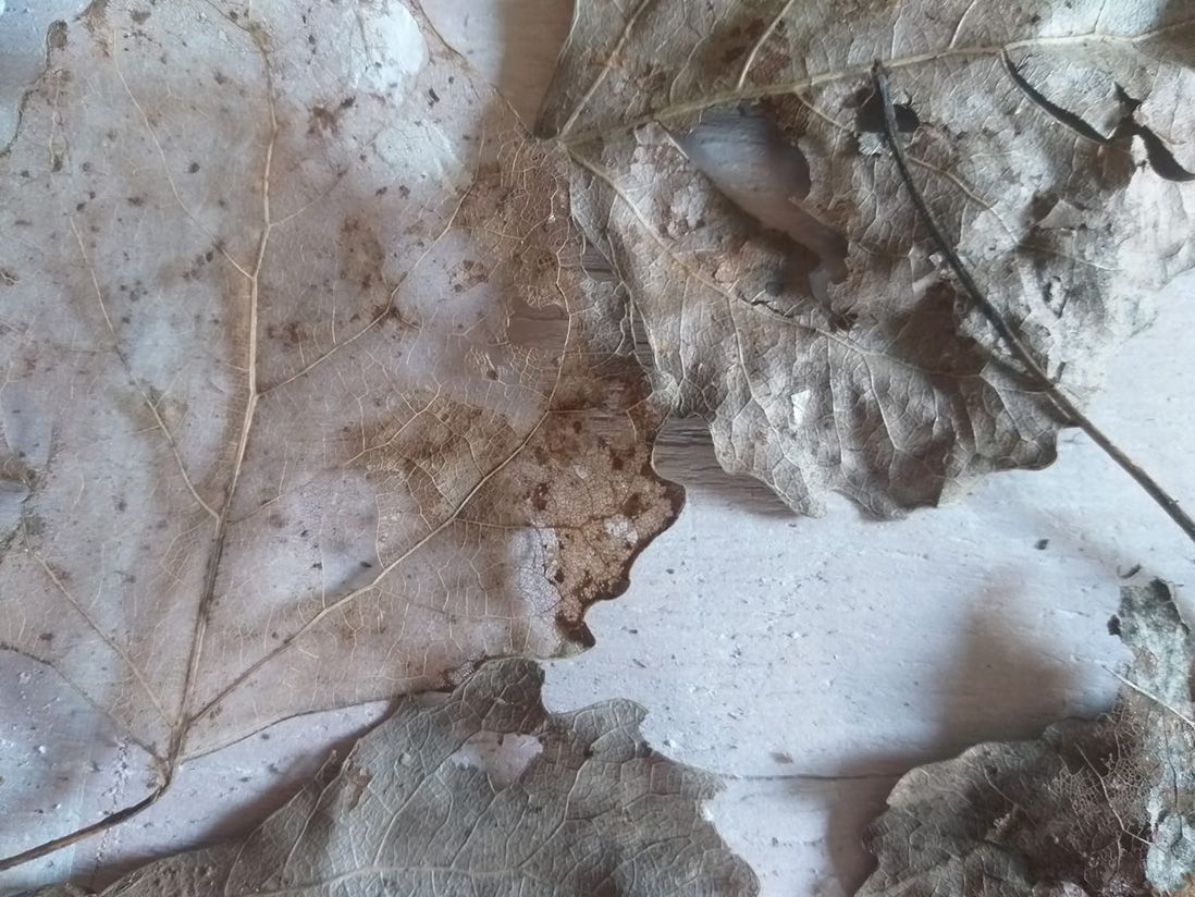 Sustaining Assembly - Pratiche artistic per una transizione ecologica dal basso