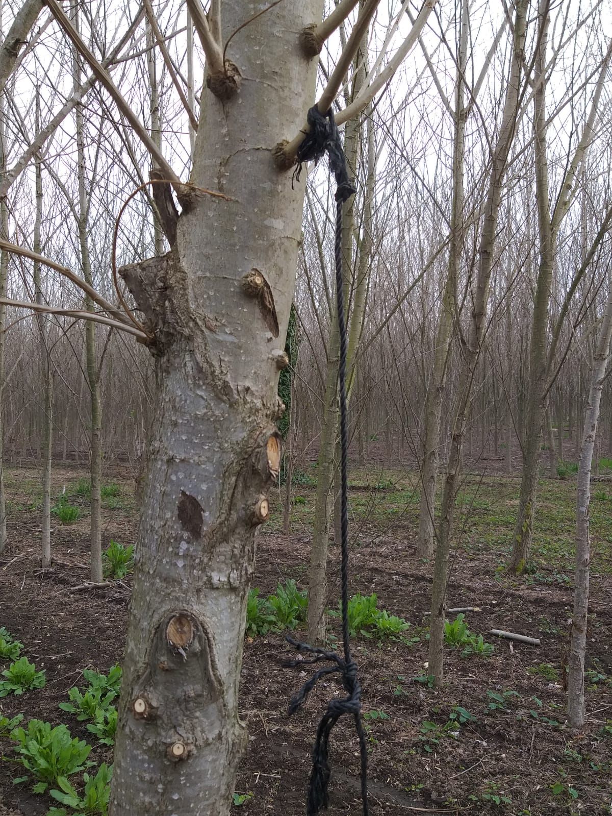 Sustaining Assembly - Pratiche artistic per una transizione ecologica dal basso