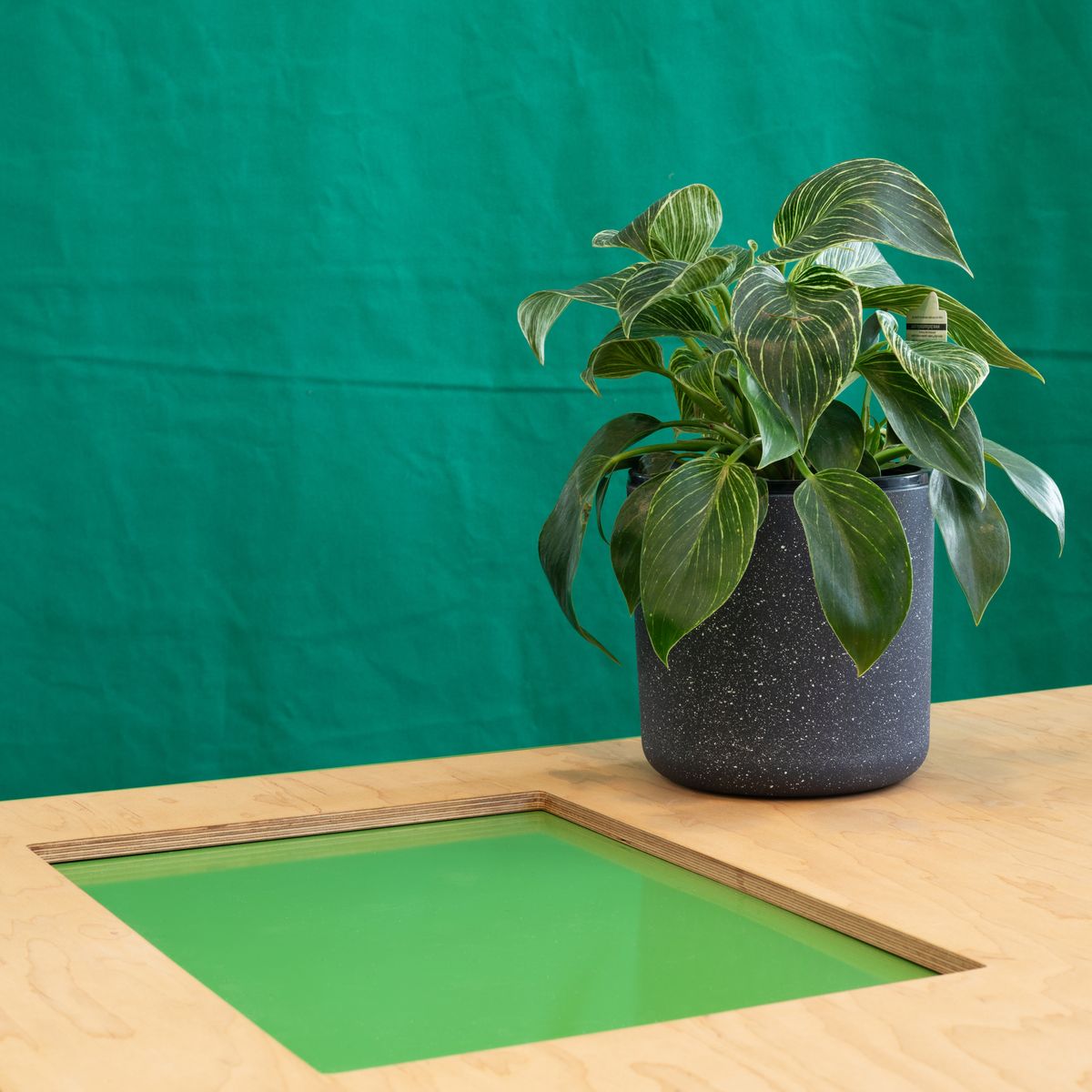 Agatha Gothe-Snape: IT IS THE COLOUR OF AN IDEA THAT WILL NOT COMPLETE ITSELF IN OUR LIFETIME