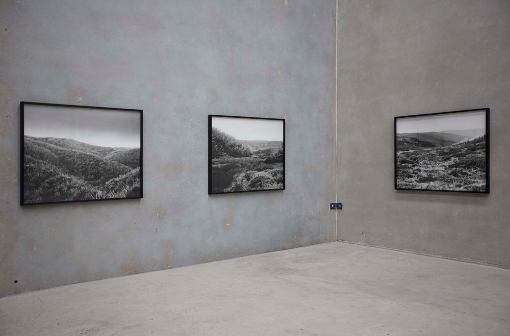 Amanda Williams: Alpine Bogs and Associated Fens