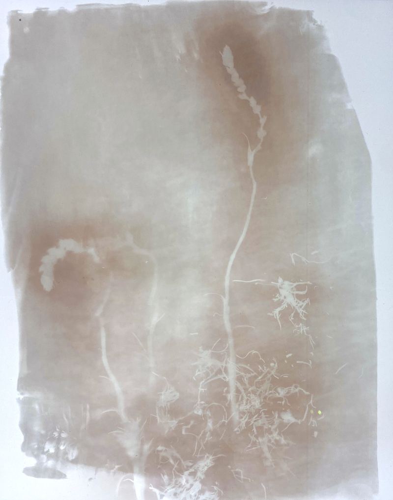 Amanda Williams, Phytograms II (High Plains, Great Dividing Range) , 2023