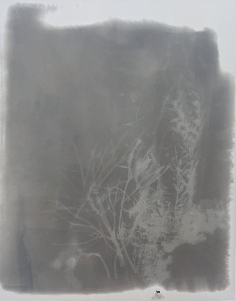 Amanda Williams, Phytograms V (High Plains, Great Dividing Range) , 2023