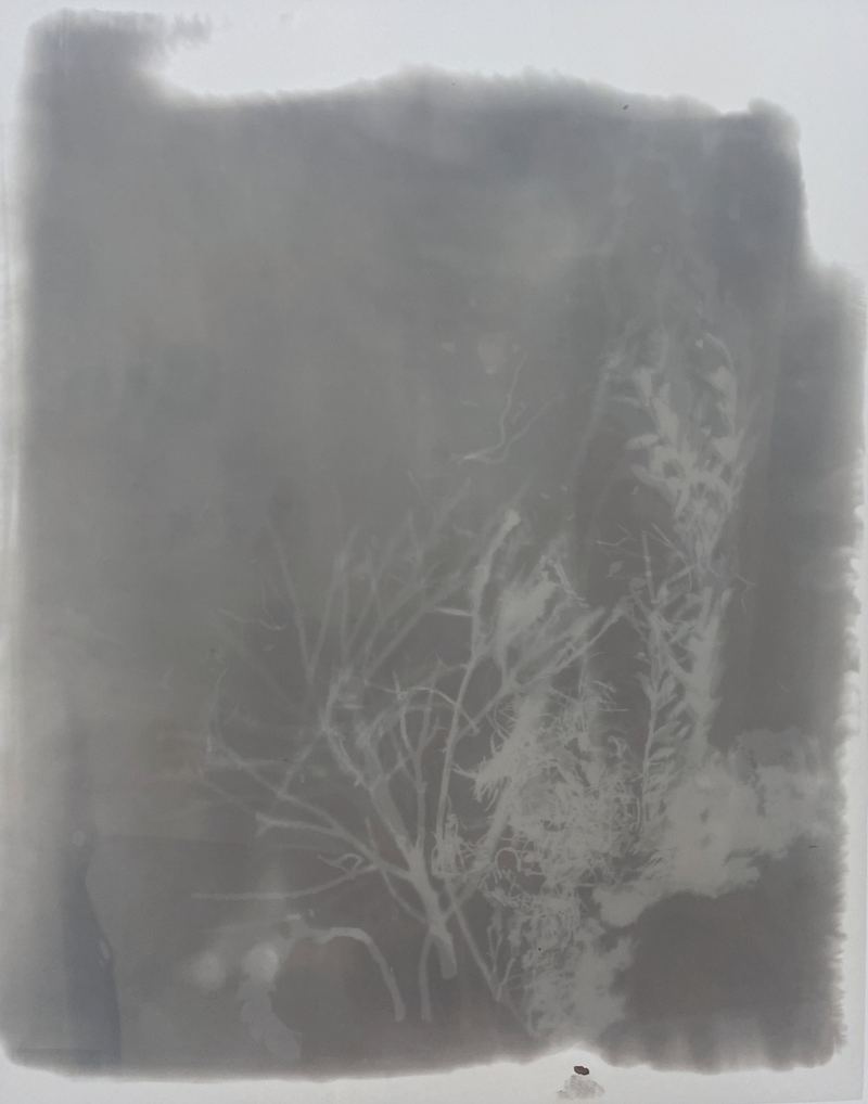 Amanda Williams, Phytograms V (High Plains, Great Dividing Range) , 2023