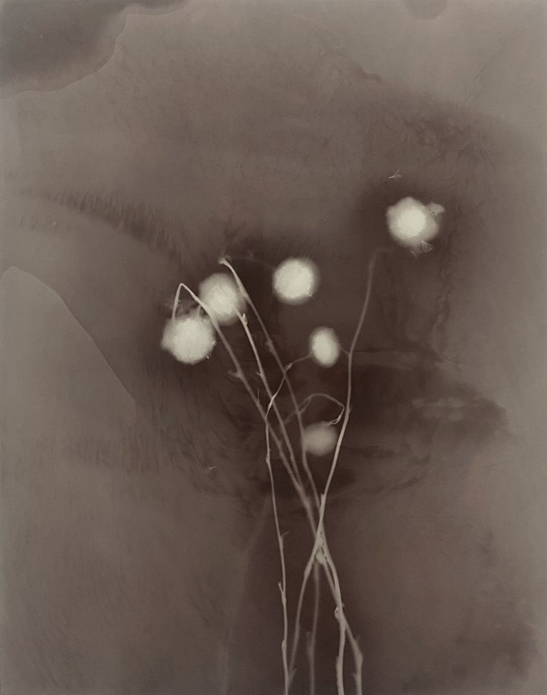 Amanda Williams, Phytograms VII (High Plains, Great Dividing Range) , 2023