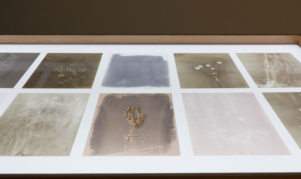 Phytograms (High Plain, Great Dividing Range)