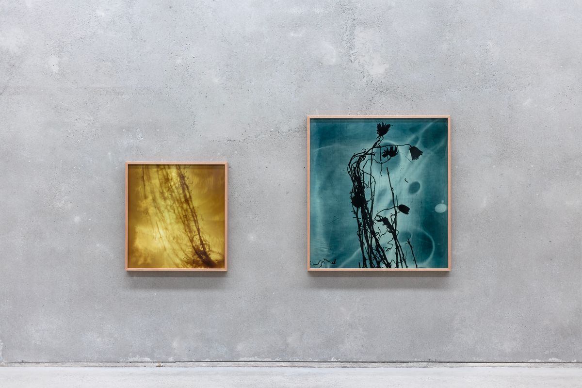 Amanda Williams: On the Action of the Rays of the Solar Spectrum