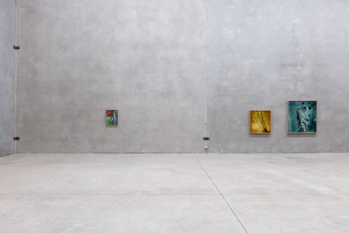 Amanda Williams: On the Action of the Rays of the Solar Spectrum