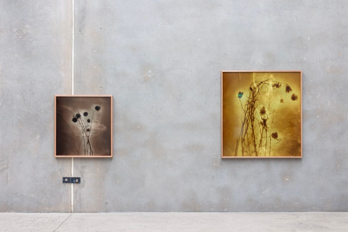 Amanda Williams: On the Action of the Rays of the Solar Spectrum