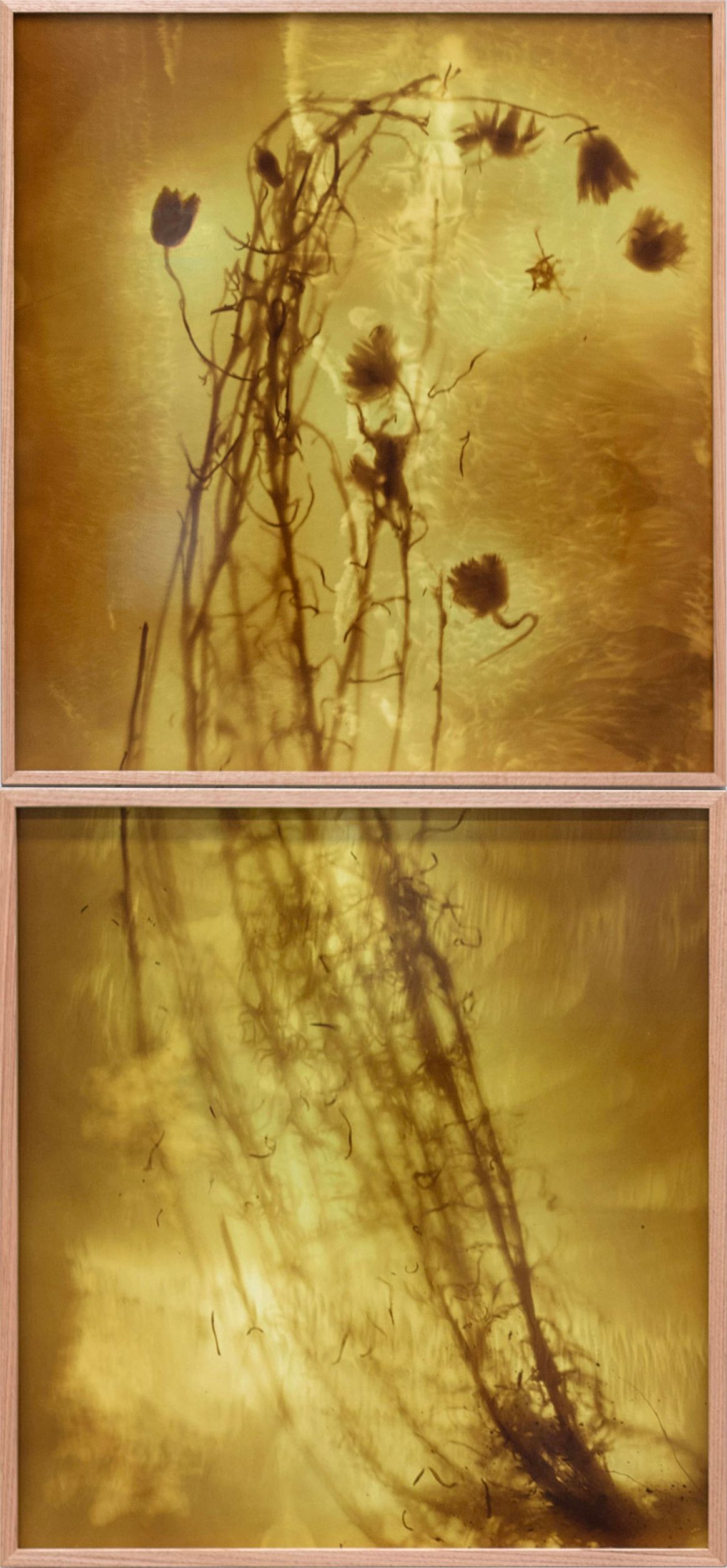 Xerochrysum subundulatum I and II (yellow) 