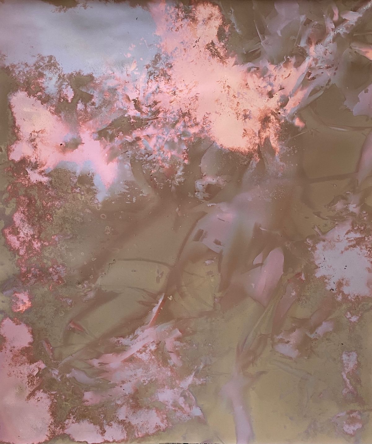 Lumen Print experimental eucalypt plantation (exposed August 2021) 1