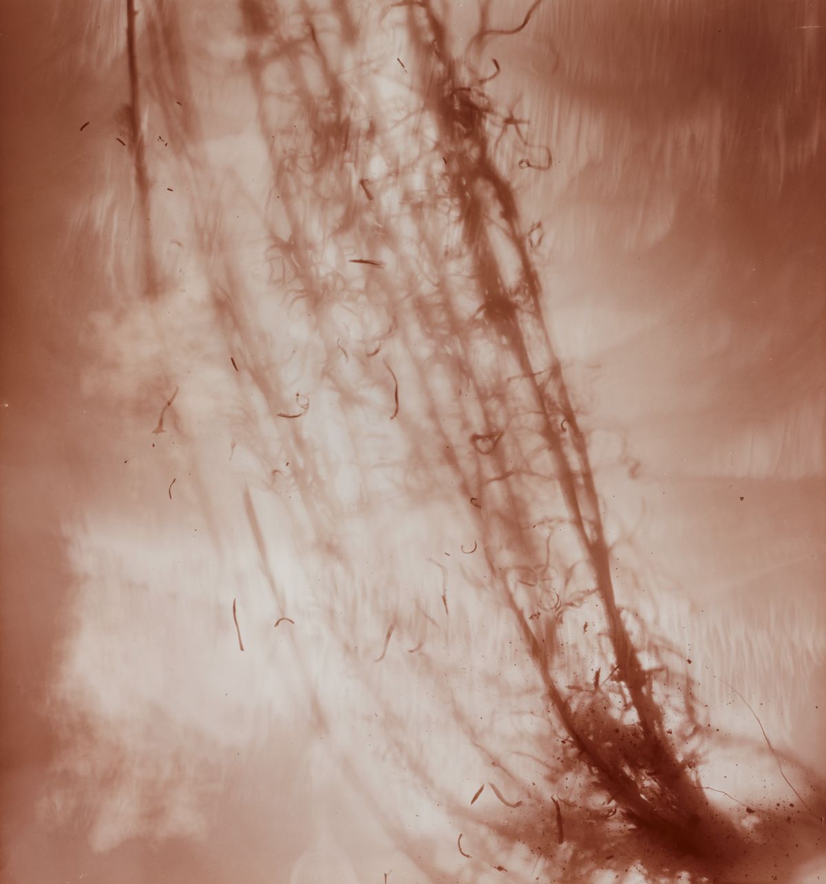 Xerochrysum subundulatum II (rose)