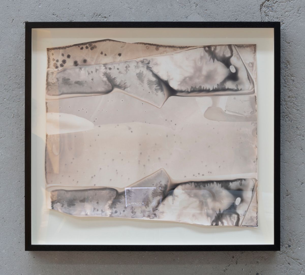 Ch 1/5/19 “Pale clouded white”