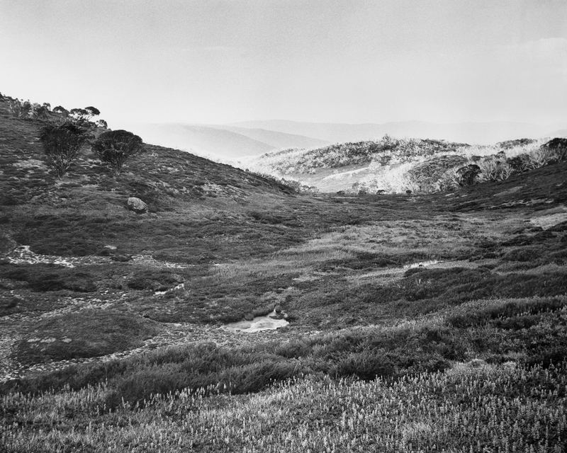 Amanda Williams, Bogong High Plains, Alpine National Park (4582/9), 2020