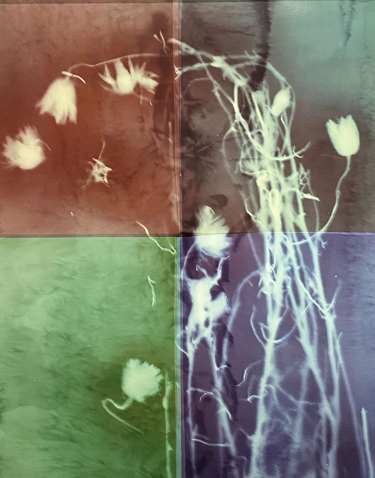 Xerochrysum subundulatum (colour test)