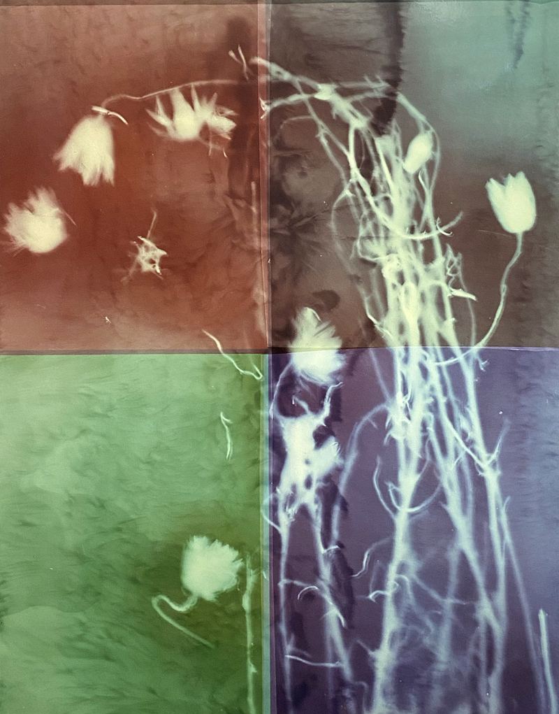 Amanda Williams, Xerochrysum subundulatum (colour test), 2023