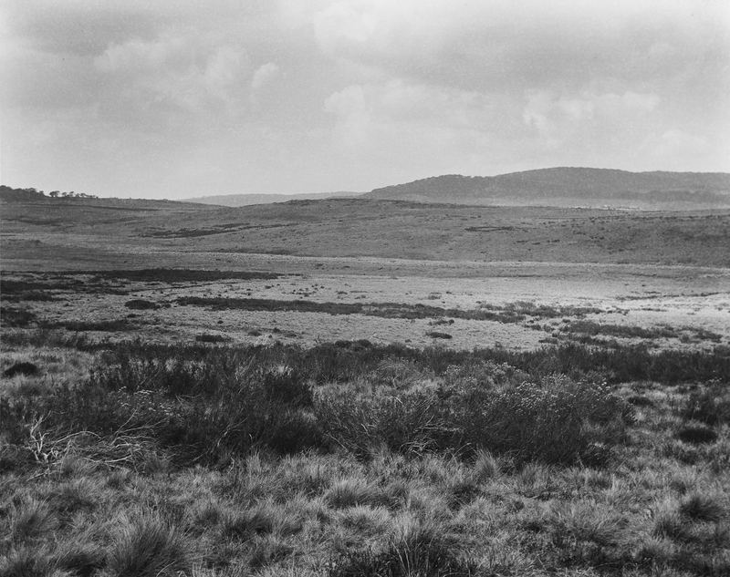 Amanda Williams, High Plains Kosciuszko National Park Wolgalu/Ngarigo Country (4417/16), 2019