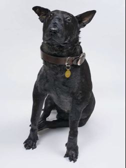 <p>Archie Moore, Black Dog 2013</p><p>Photograph: Carl Warner</p>