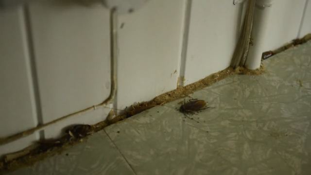 Archie Moore, HouseShow, 2020